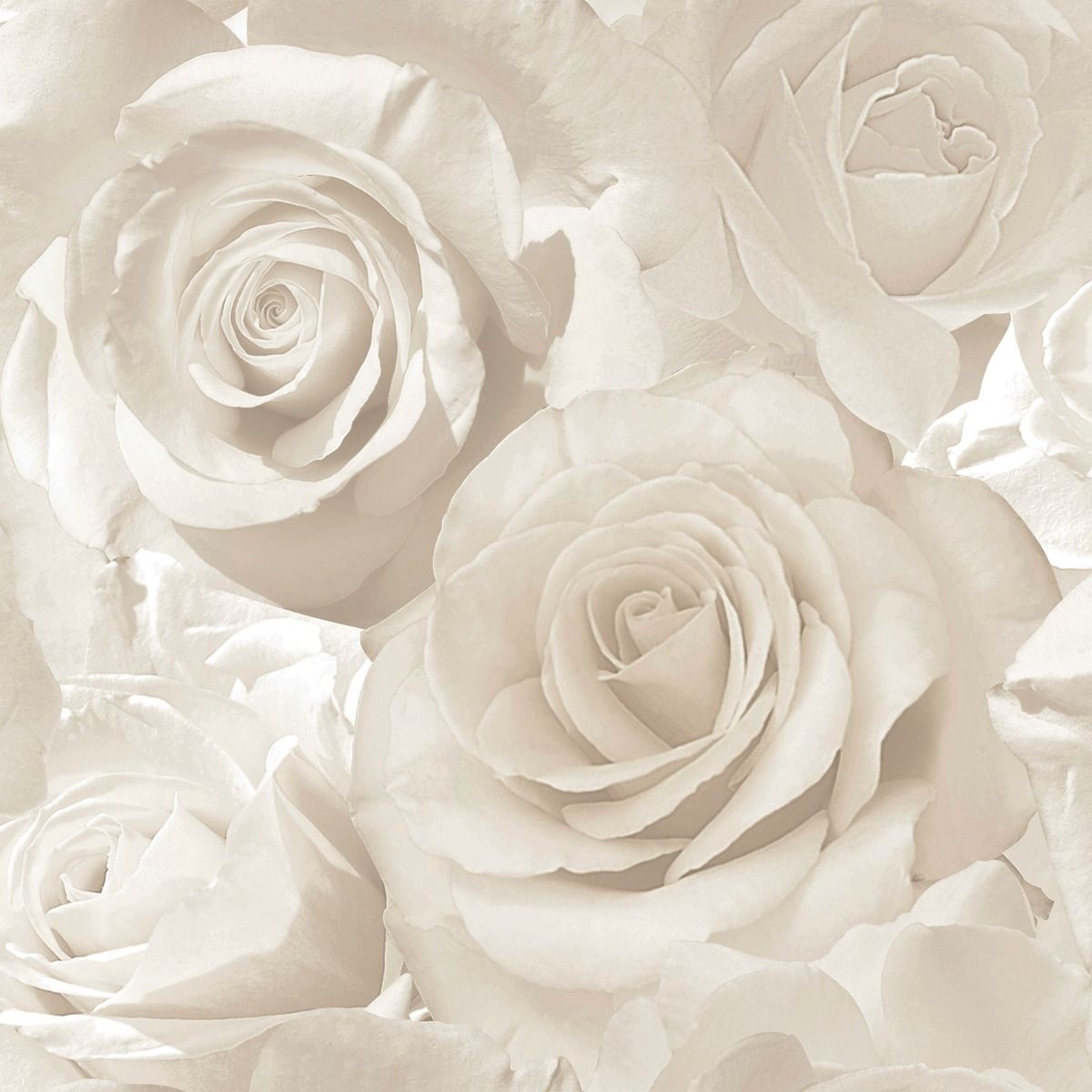 Madison Rose Glitter Floral Wallpaper - Pearl & Cream - Muriva