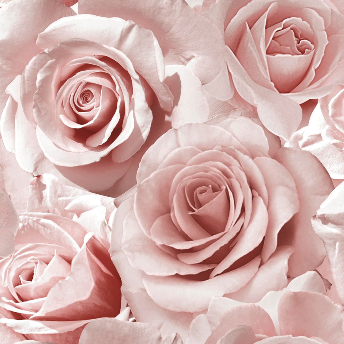 Madison Rose Glitter Floral Wallpaper - Raspberry & Blush Pink - Muriva