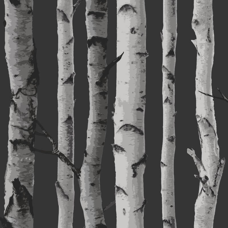 Distinctive Birch Tree Wallpaper - Black/Silver - Fine Décor - FD31052Wallpaper199